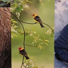 Two brightly colored birds with yellow and orange plumage perched on thin branches with green leaves and small white flowers